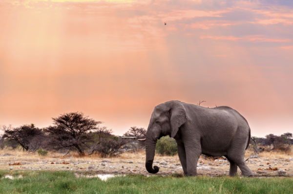 Damaraland - Wild Elephant